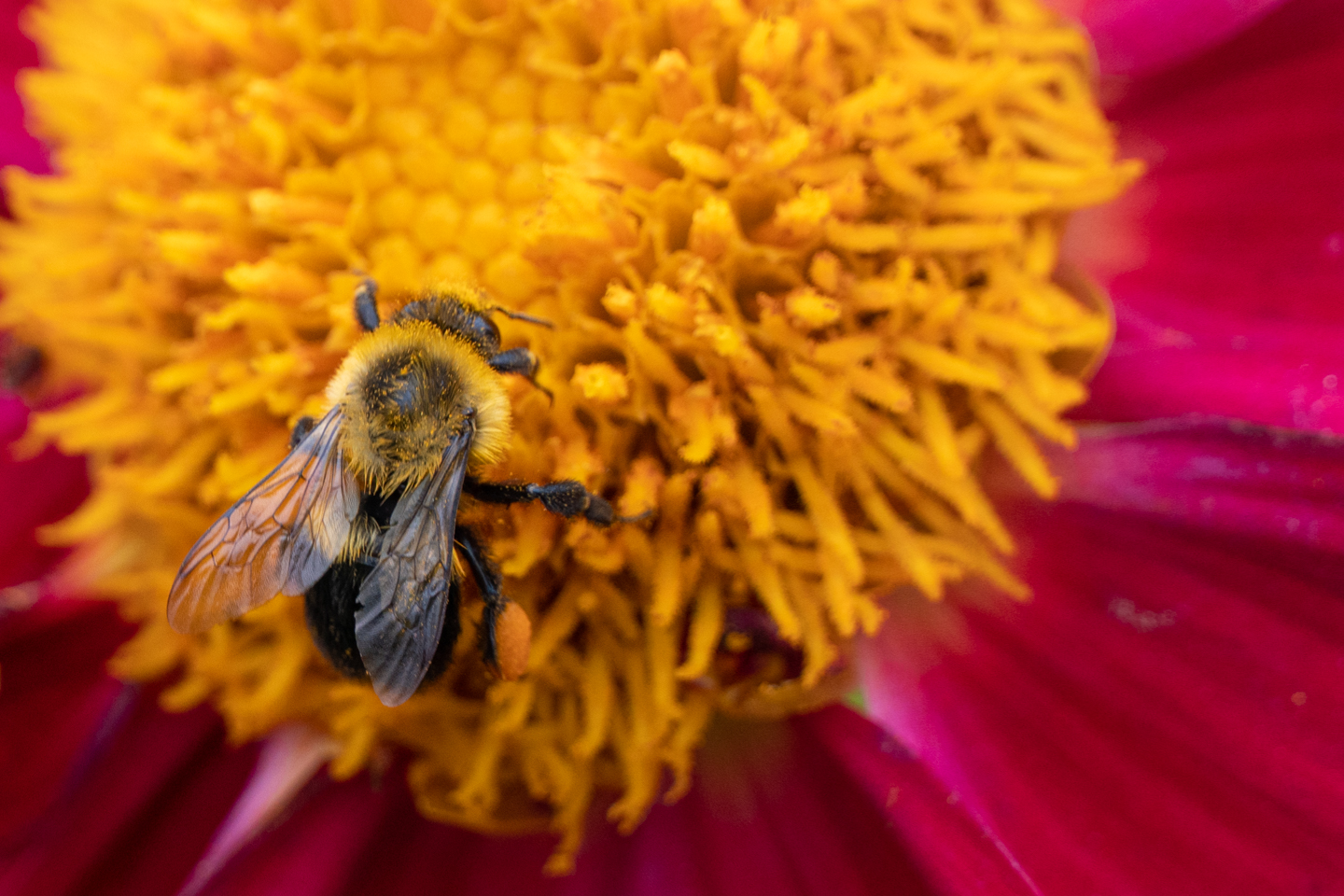 Bee on a pink flower